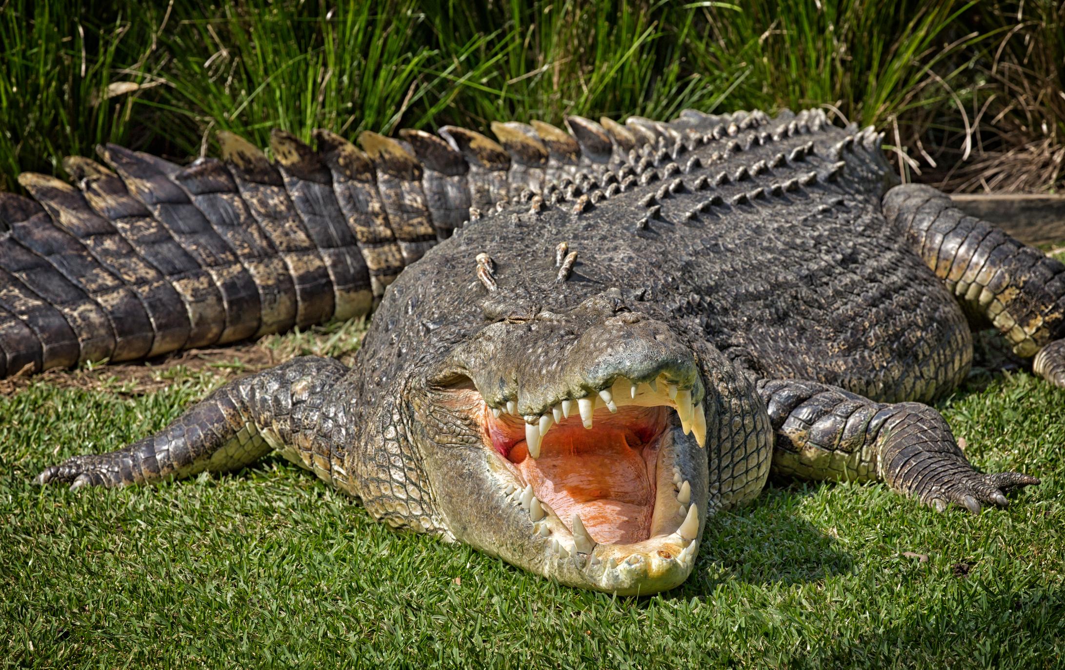 2183x1373 Crocodile, Reptile, Australia, Stock, Getty, Saltwater