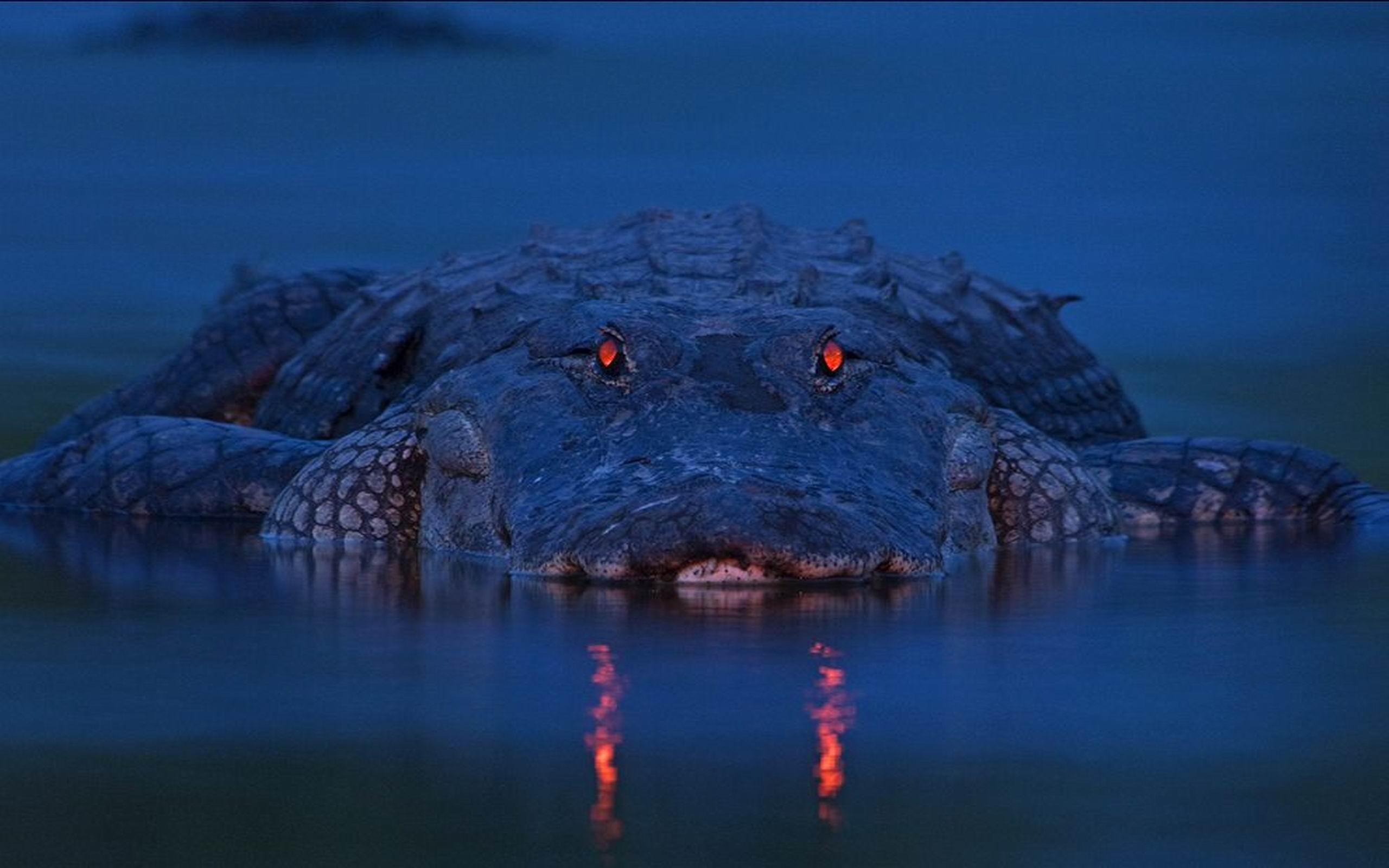 2560x1600 Alligator Wallpaper