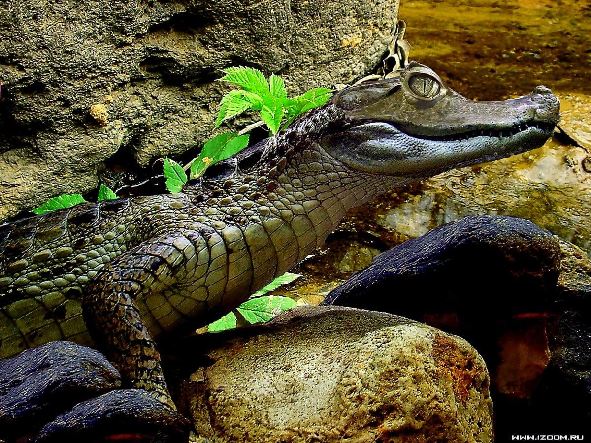1200x900 Saltwater crocodile wallpaper HD. Download Free background