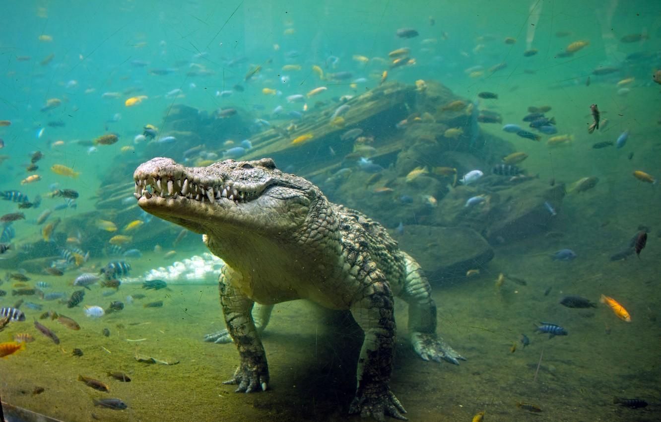 1332x850 crocodile wallpaper, crocodilia, crocodile, saltwater crocodile, alligator, nile crocodile, american crocodile, reptile, american alligator, terrestrial animal, organism