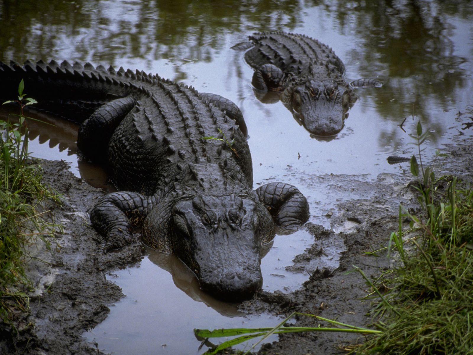 1600x1200 bog wallpaper, crocodilia, alligator, crocodile, american alligator, saltwater crocodile