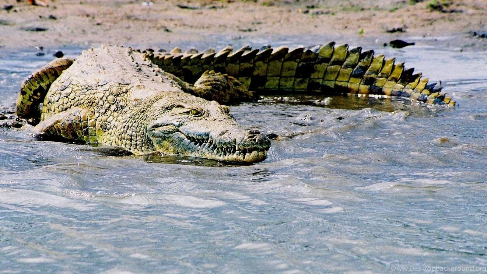 1600x900 Saltwater crocodile adaptations nice HD Desktop Background