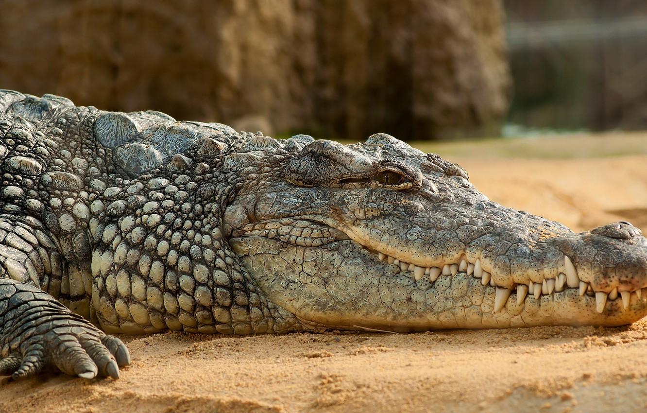 1332x850 Wallpaper sand, stay, calm, Africa, Nile crocodile image for desktop, section животные