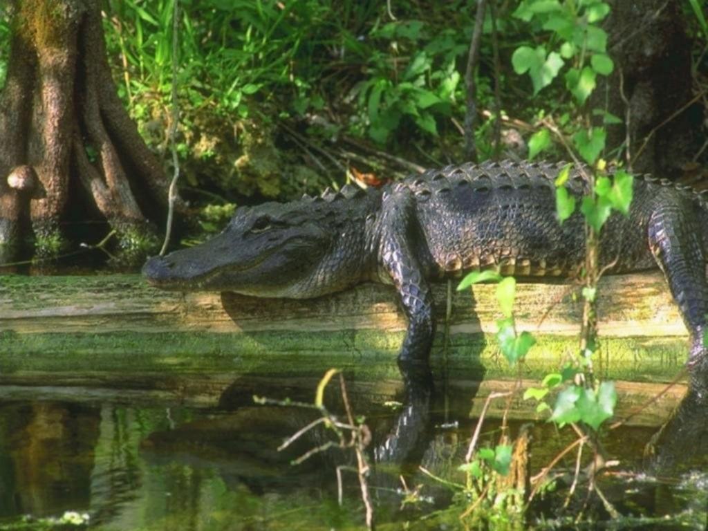 1024x768 alligator wallpaper, saltwater crocodile, crocodilia, alligator, american alligator, nature reserve