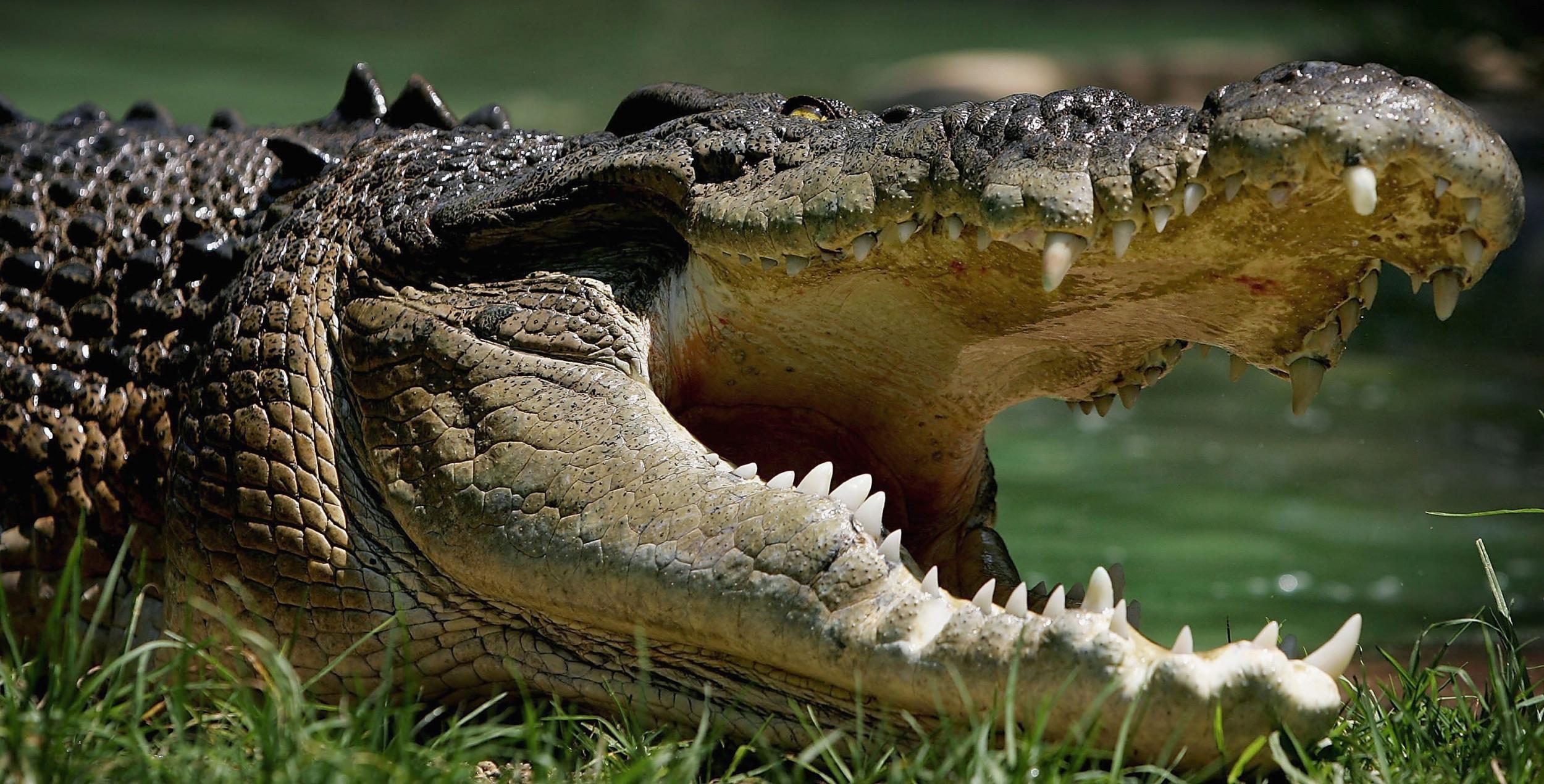 2500x1271 Man Hunting In Waist Deep Water Survives Crocodile Attack By Hanging Onto Mangroves