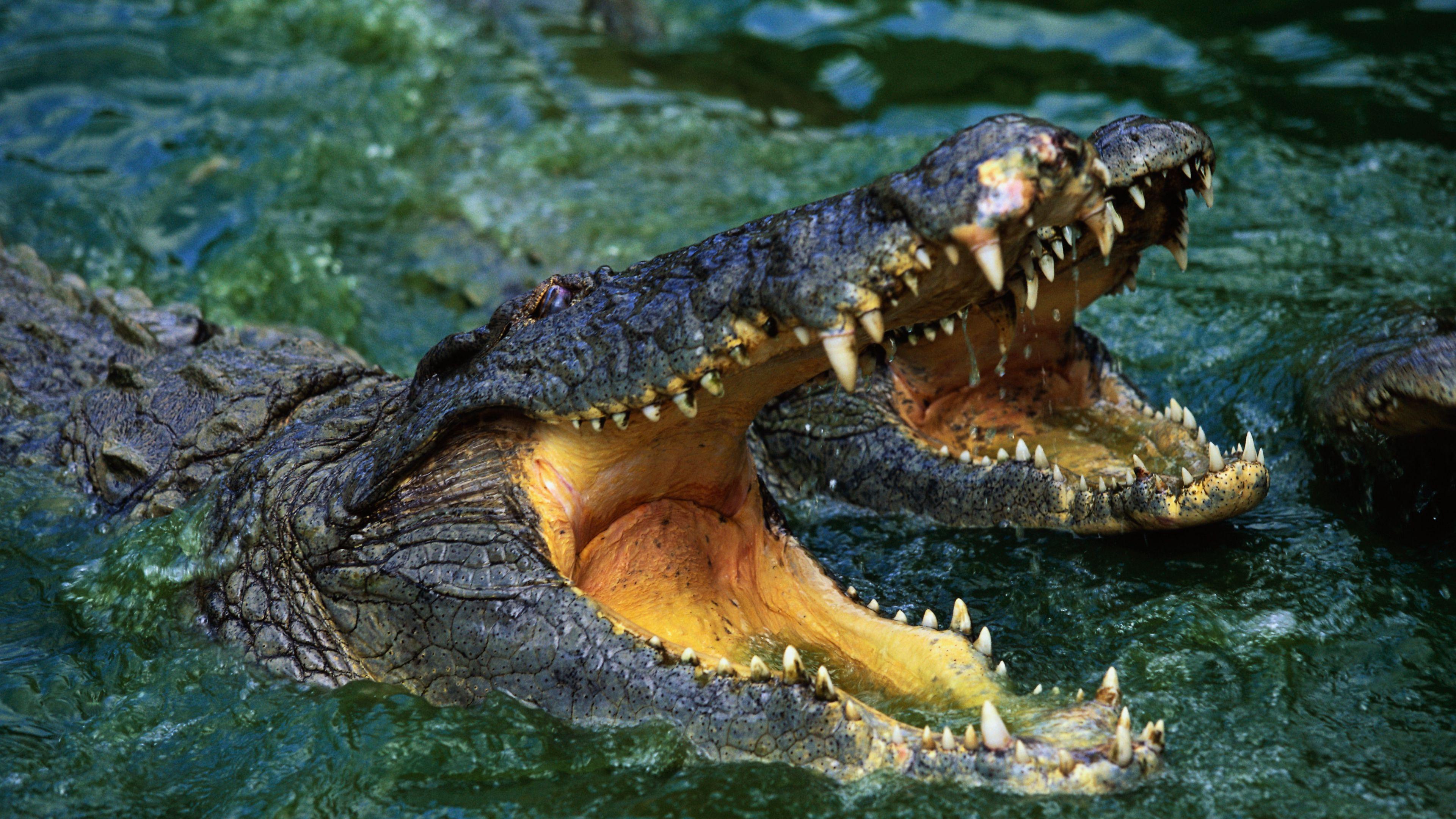 3840x2160 Download wallpaper 3840x2160 crocodile, snout, teeth, water, predator 4k uhd 16:9 HD background