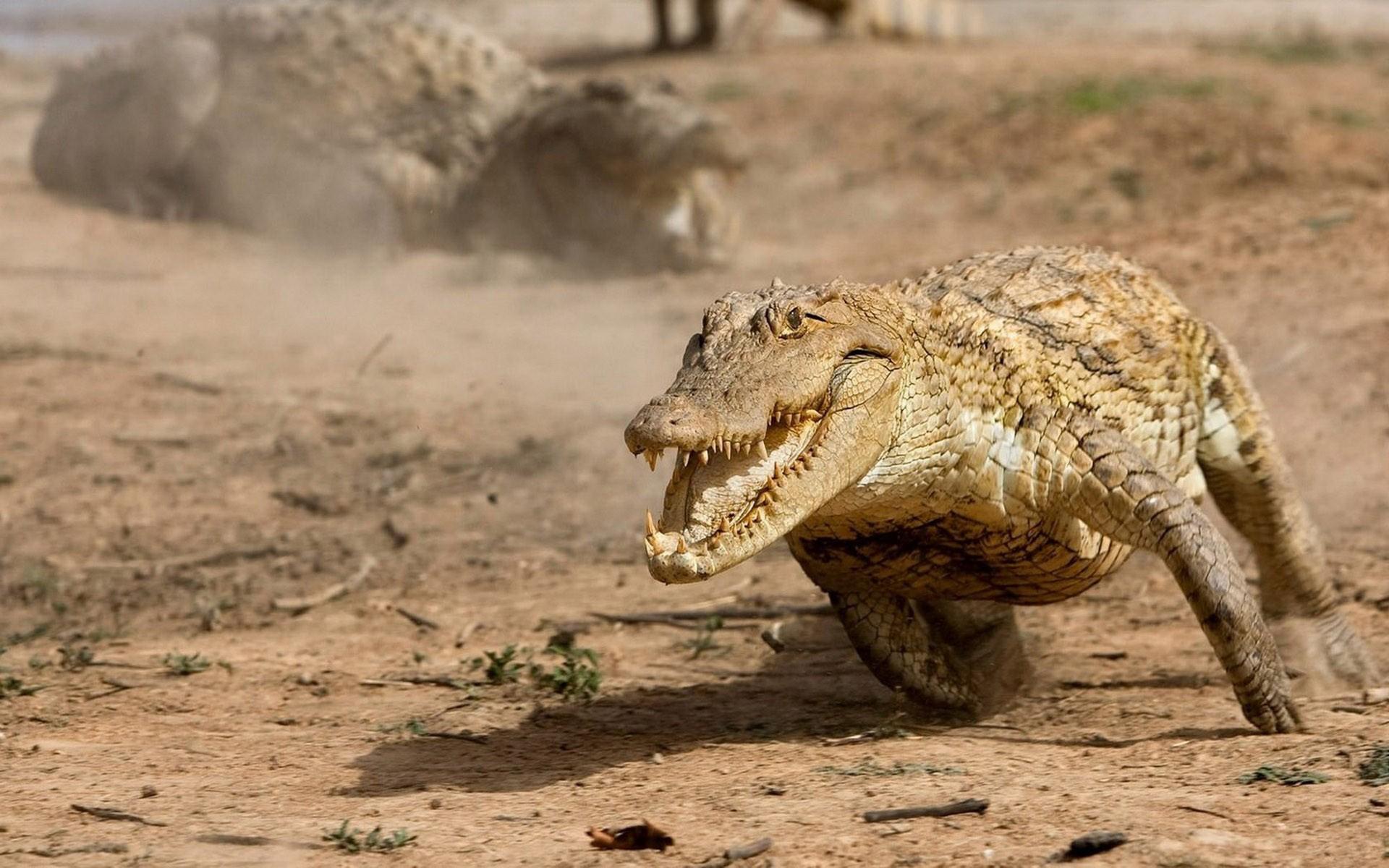 1920x1200 crocodile Wallpaper for Android