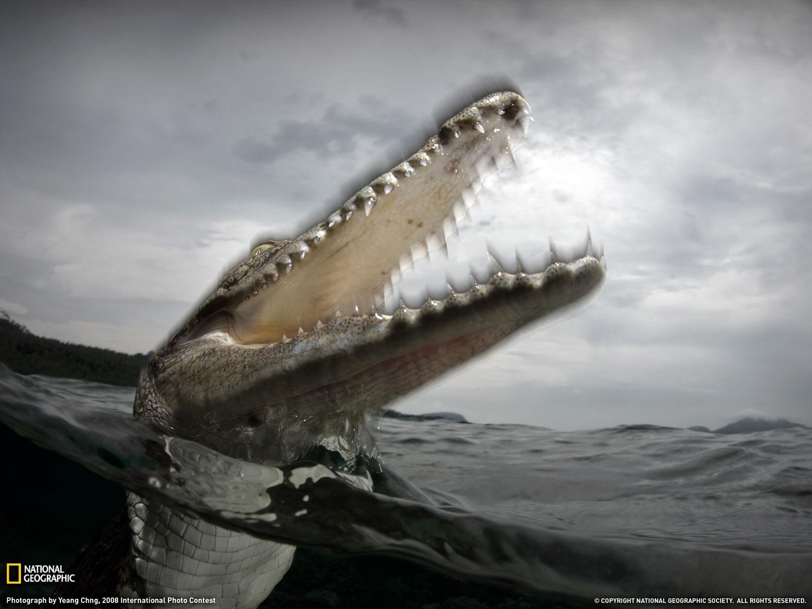 1600x1200 Australian saltwater crocodile- National Geographic wallpaper selected
