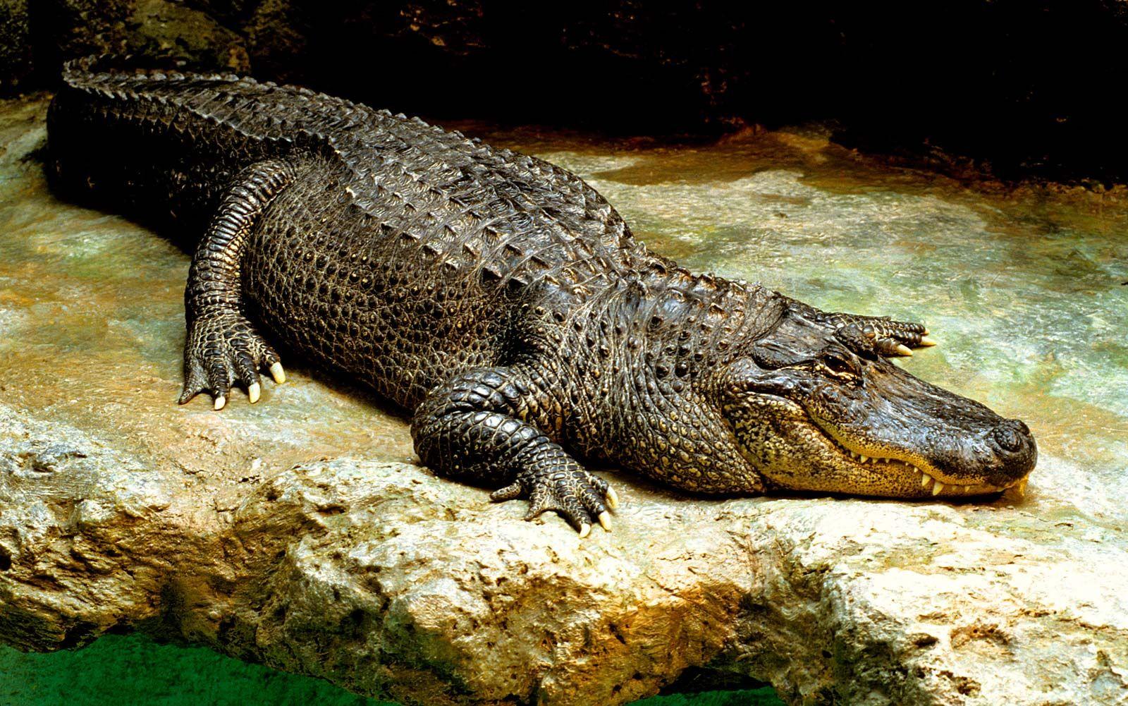 1600x1001 Crocodilian Species That Are Dangerous to Humans