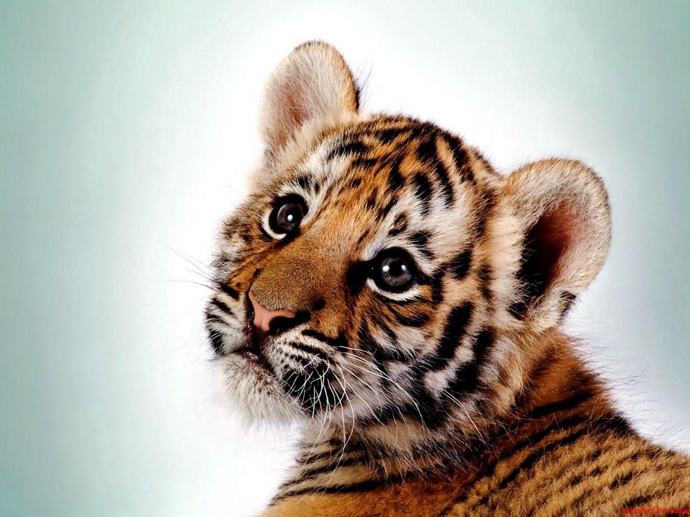 Cat and Tiger Wallpapers Top Free Cat and Tiger Backgrounds