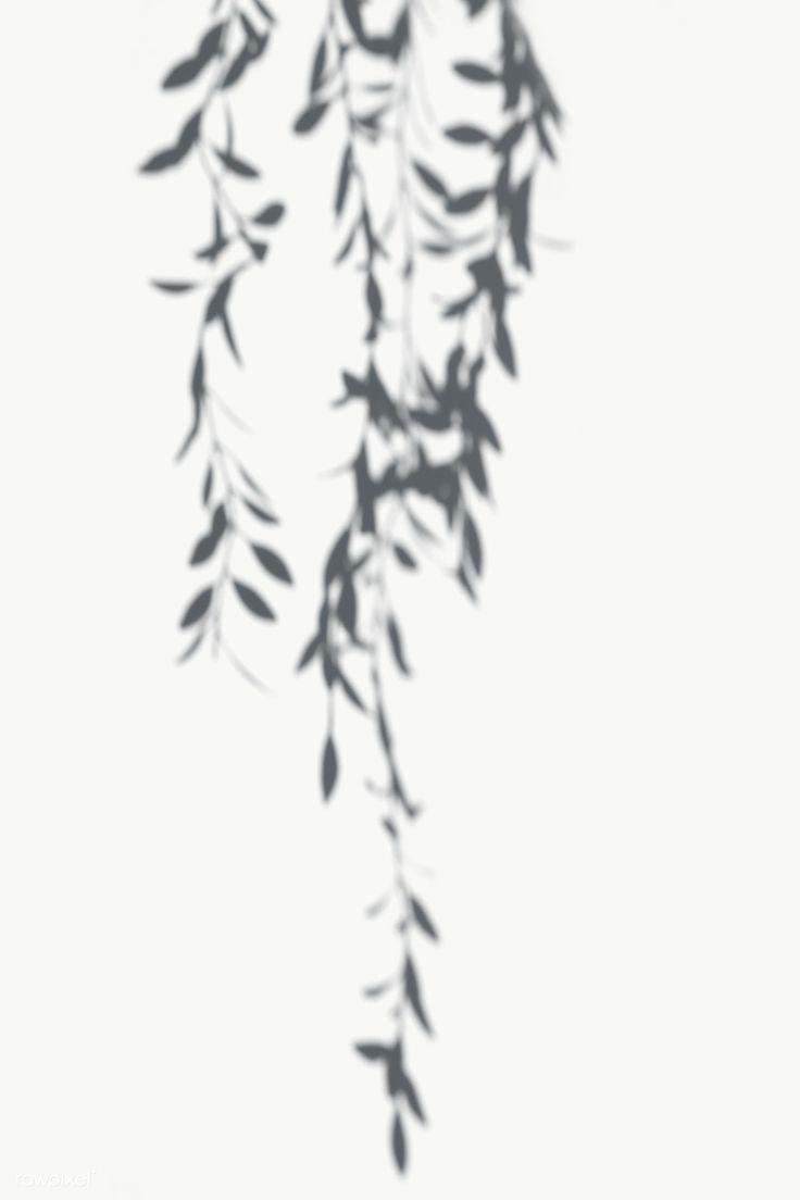 736x1104 Shadow of leaves on a white wall. free image. Shadow, White walls, Shadow photography