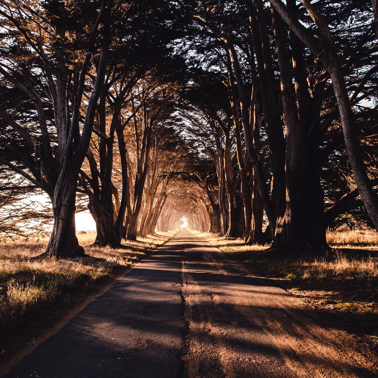 1280x1280 Download wallpaper 1280x1280 road, trees, shadow ipad, ipad ipad mini for parallax HD background