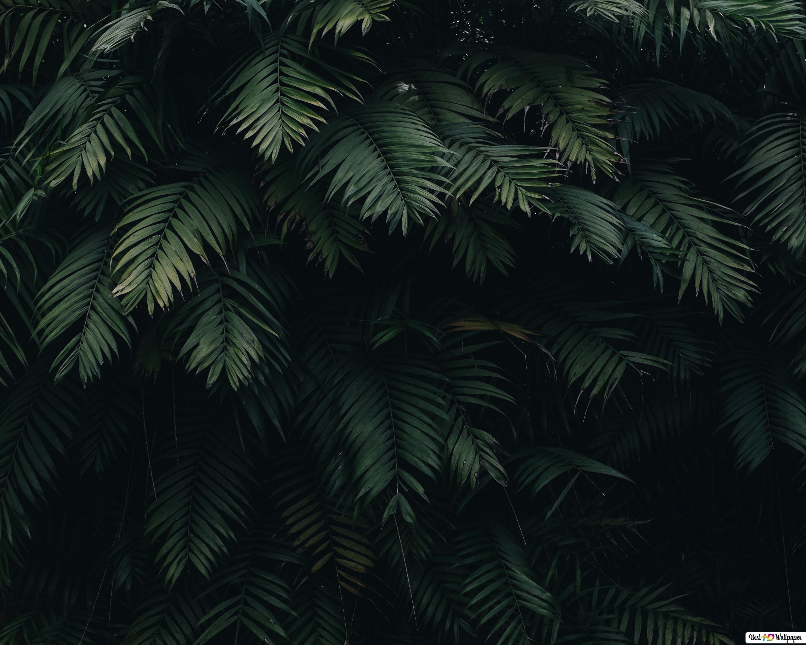 2560x2048 green leaves with black shadow HD wallpaper download