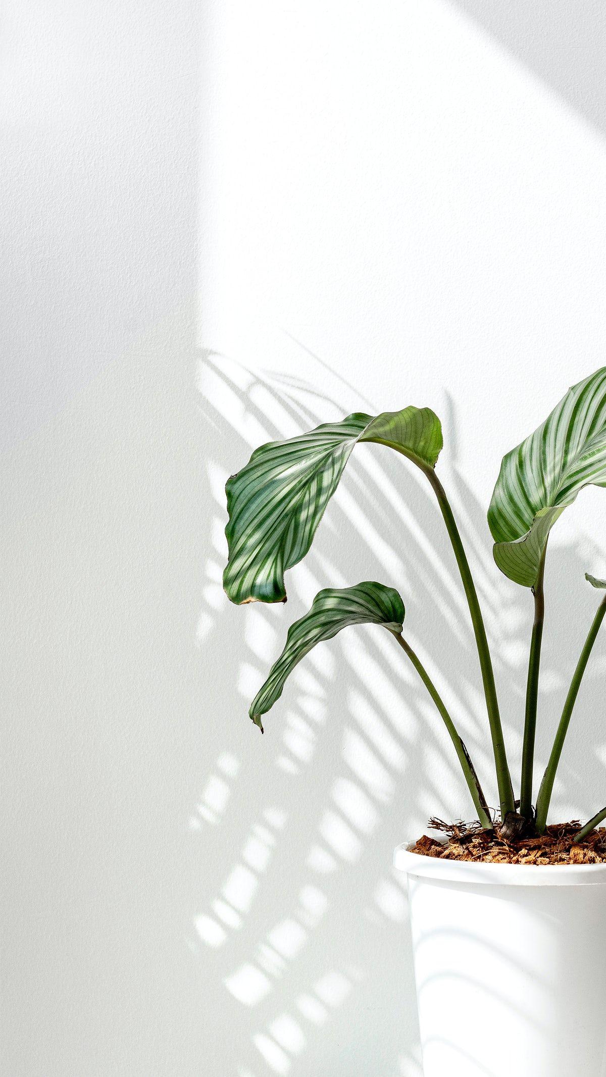 1200x2133 Aesthetic Wallpaper Plants