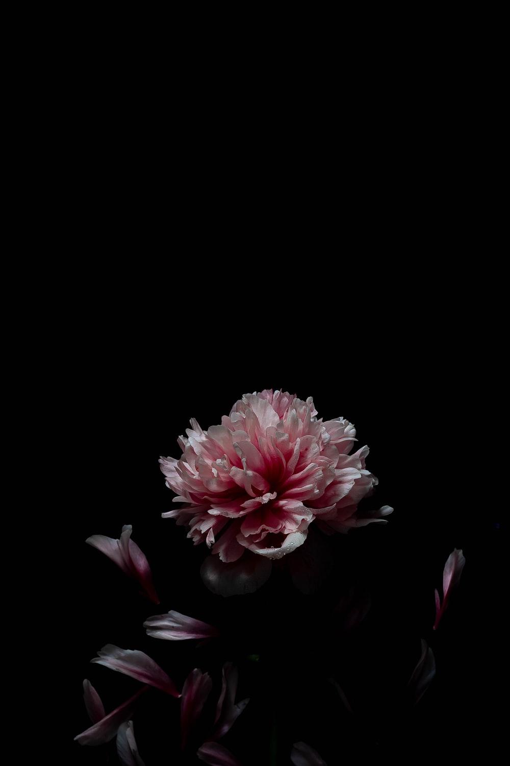 1000x1500 pink flower in black background photo