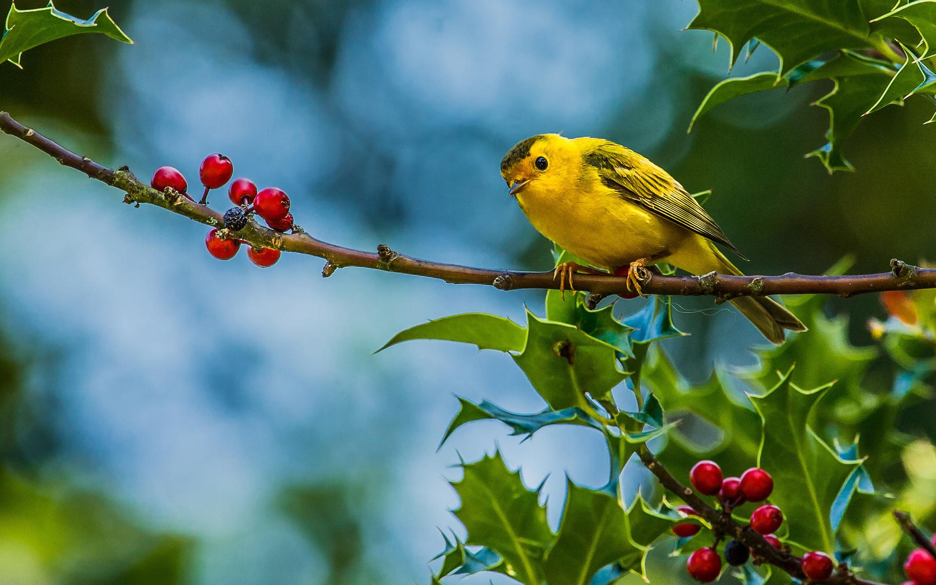 Birds and Trees Wallpapers  Top Free Birds and Trees Backgrounds   WallpaperAccess