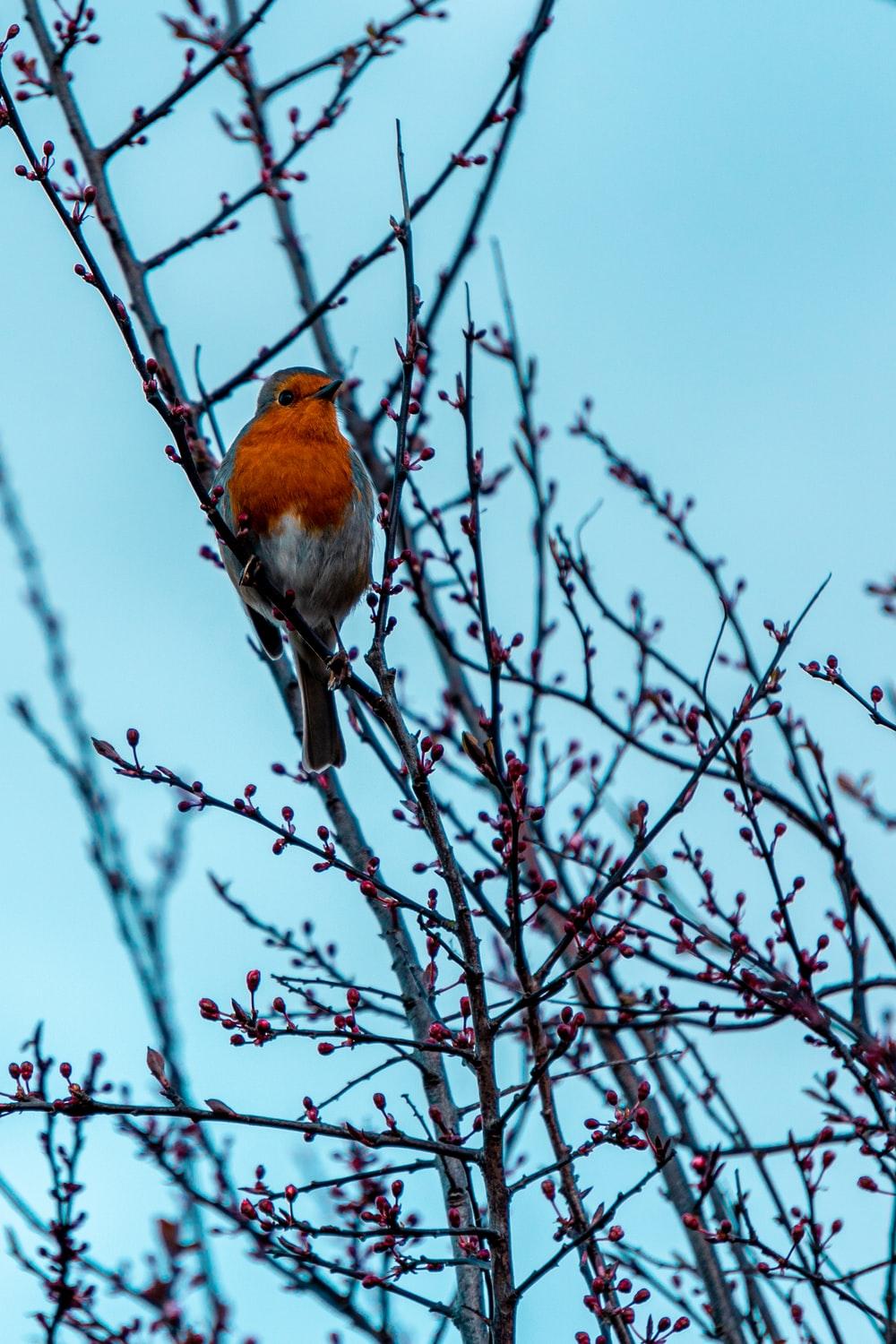 Birds and Trees Wallpapers - Top Free Birds and Trees Backgrounds ...