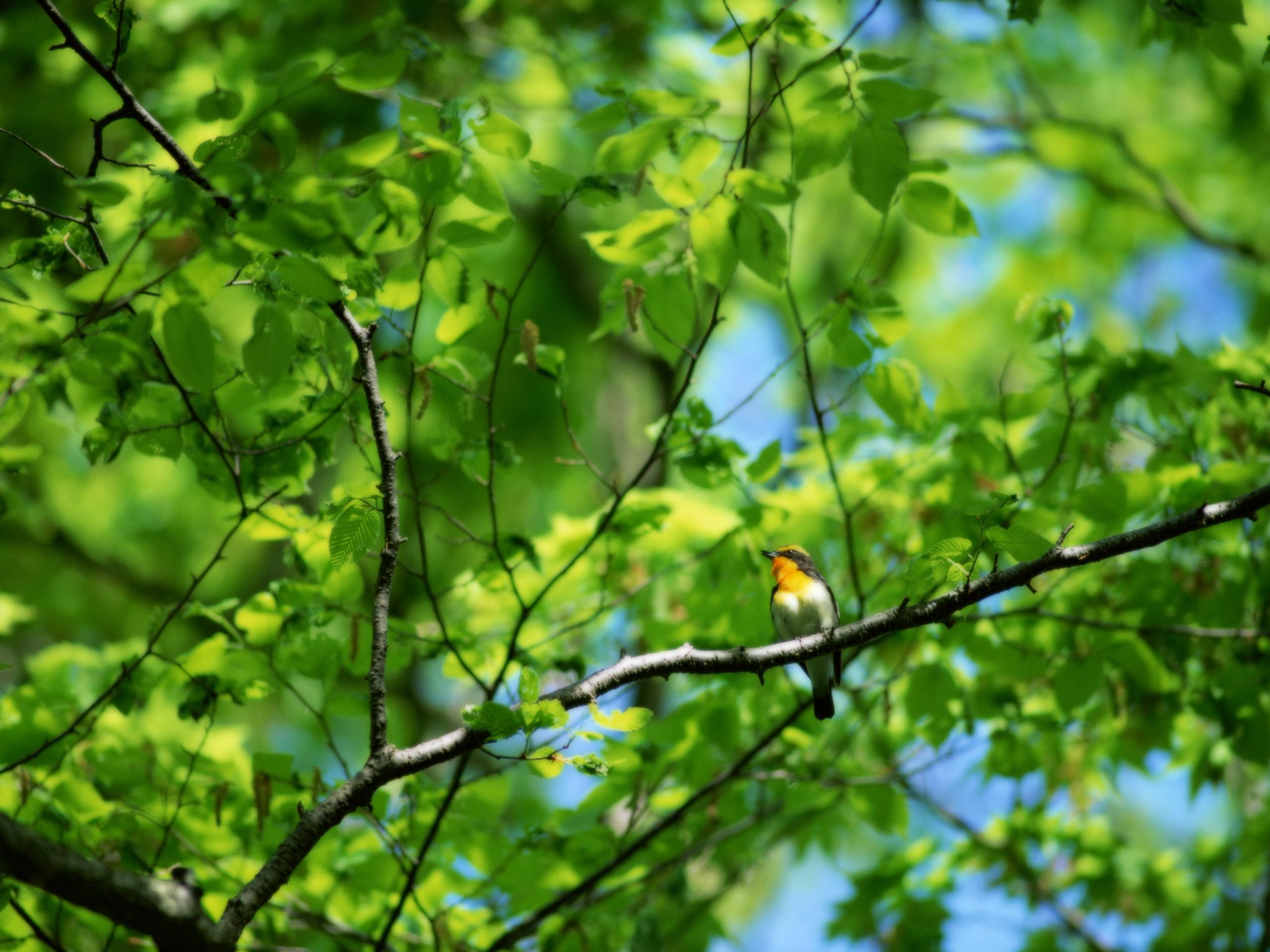 2560x1920 Free download Wallpaper Trees And Birds Bird on The Tree [2560x1920] for your Desktop, Mobile & Tablet. Explore Wallpaper with Trees and Birds. Wallpaper with Trees Designs, Tree Wallpaper