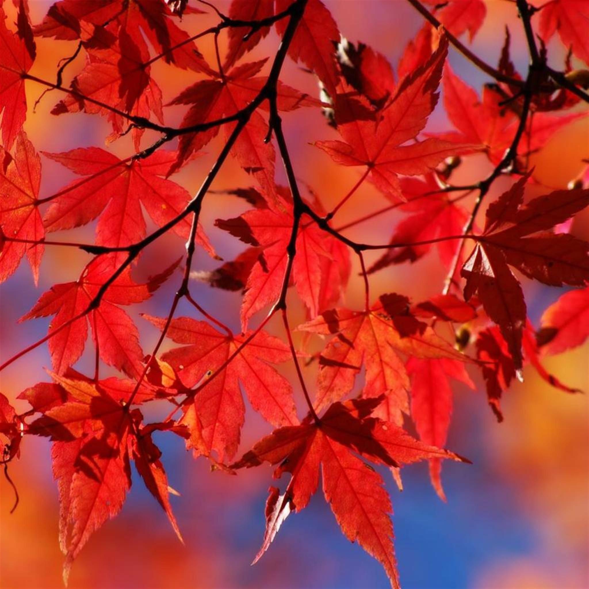 2048x2048 Beautiful Autumn Red Maple Leaf Branch iPad Air Wallpaper Free Download