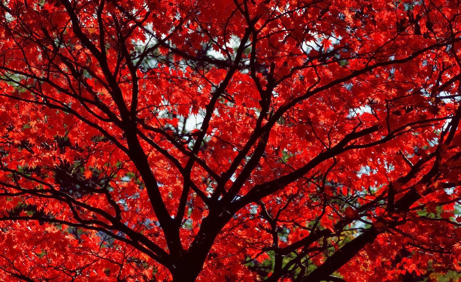 1600x979 Red Leaves Wallpaper HD Wallpaper Desktop Red Autumn Leaves Wallpaper & Background Download