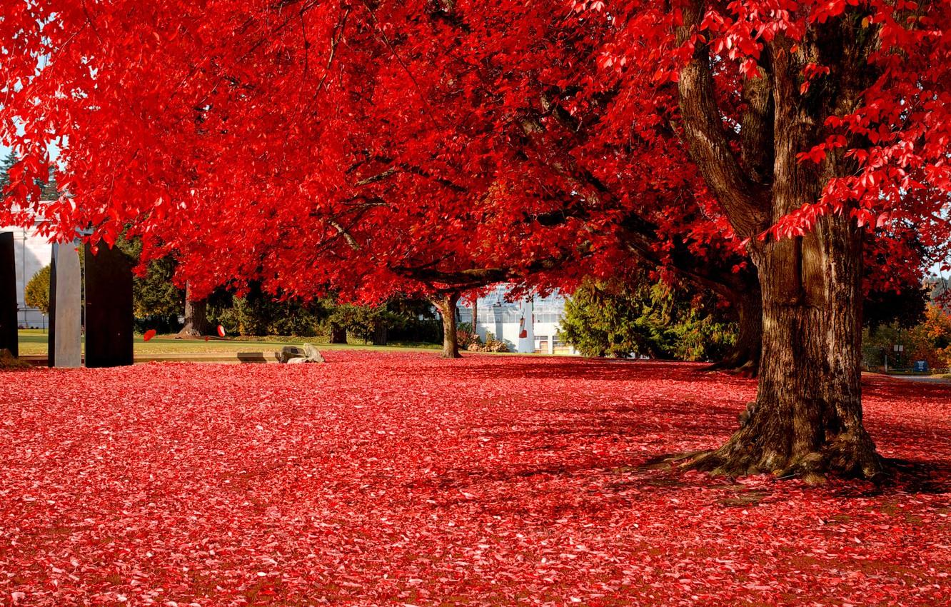 1332x850 Wallpaper autumn, leaves, trees, nature, Park, foliage, colorful, red, red, Nature, trees, park, autumn, leaves image for desktop, section пейзажи