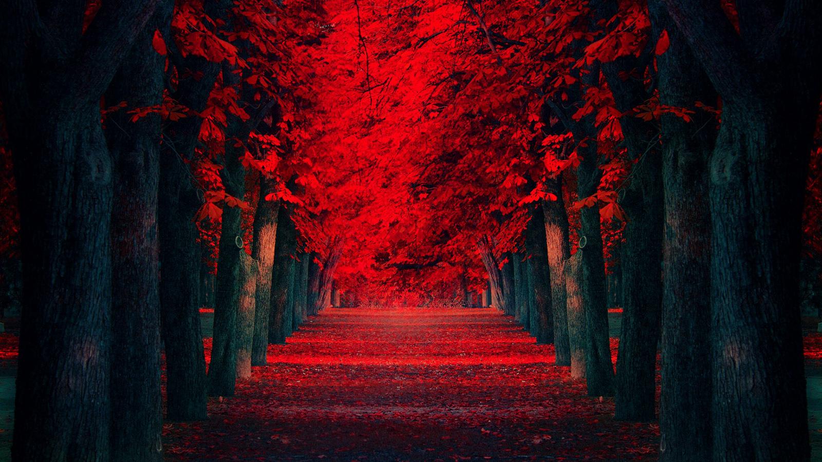 1600x900 Free download Red Leaves Beautiful Fall Landscapes HD Wallpaperwallpaper [1600x900] for your Desktop, Mobile & Tablet. Explore Fall Leaves Wallpaper HD. Free Fall Wallpaper For Desktop, Free Fall Wallpaper
