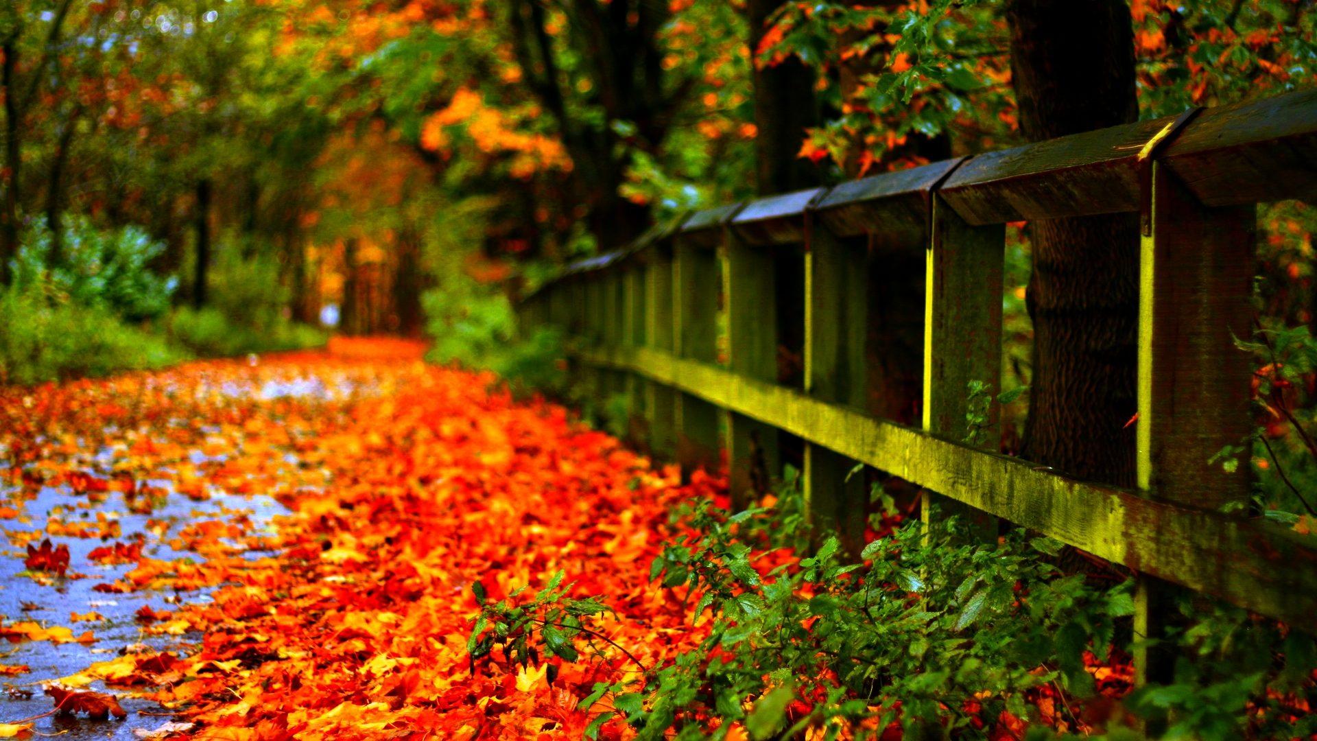 1920x1080 Autumn Leaves Red Wallpaper HD