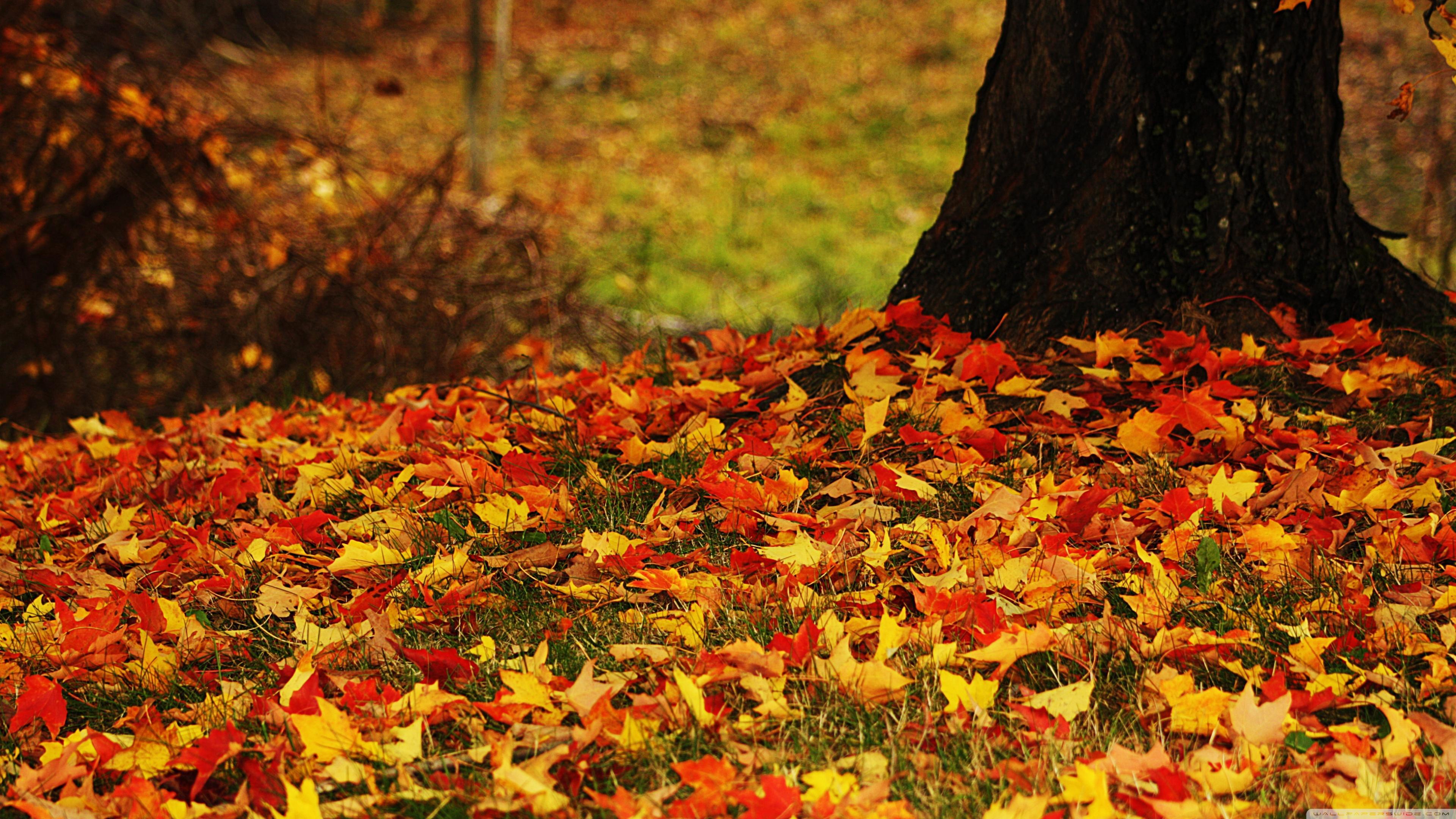 3840x2160 Autumn Leaves 4K Wallpaper