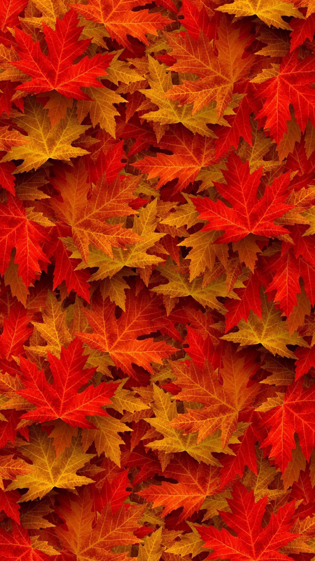 1080x1920 Autumn, maple, leaves, 1080x1920 wallpaper. Autumn leaves art, Autumn scenes, Fall wallpaper