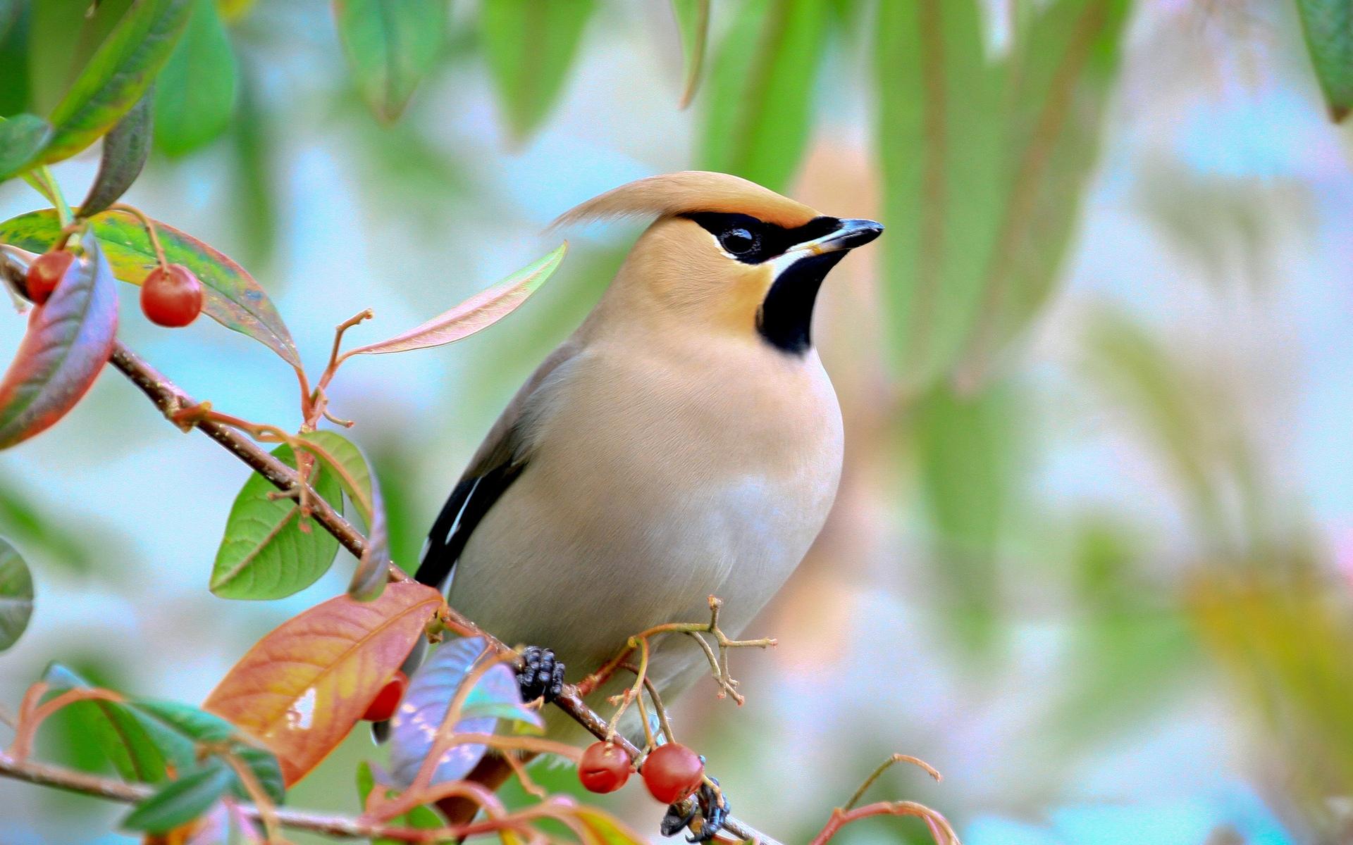 Birds and Trees Wallpapers - Top Free Birds and Trees Backgrounds