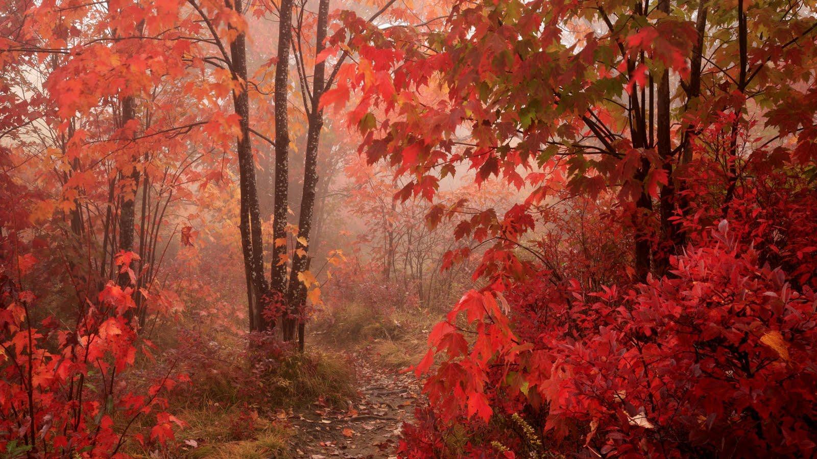1600x900 Free download Fall Red Leaves Forest Autumn HD Wallpaper Epic Desktop Background [1600x900] for your Desktop, Mobile & Tablet. Explore Fall Leaves Wallpaper for Desktop. Free Desktop Wallpaper, Free