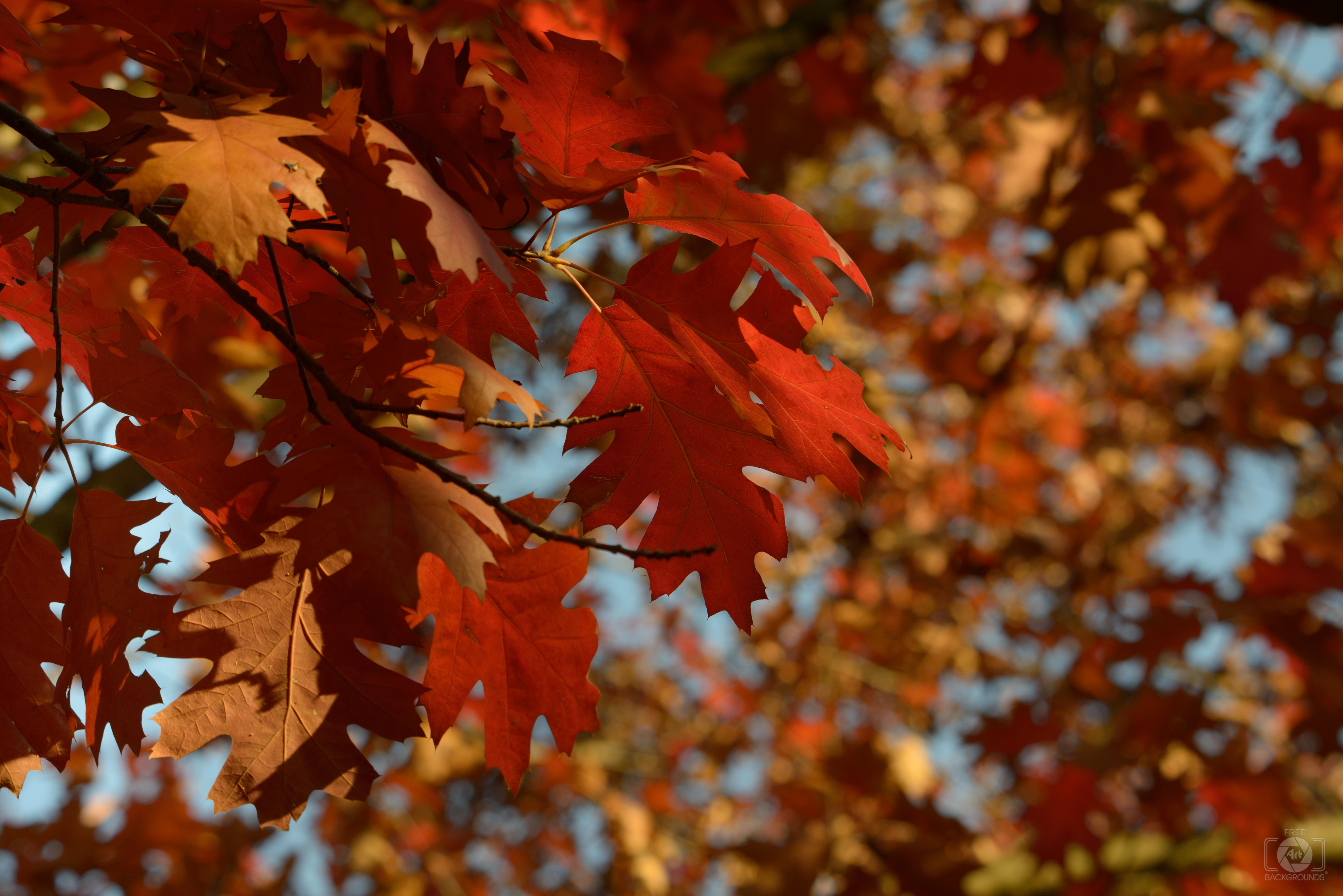 7360x4912 Red Autumn Leaves Background Quality Free Background