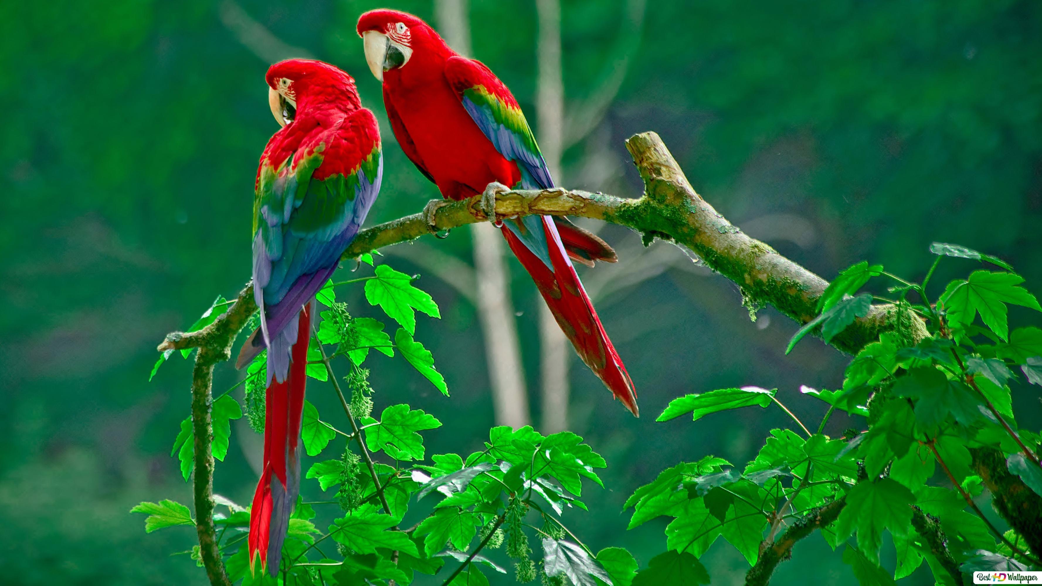 Birds and Trees Wallpapers - Top Free Birds and Trees Backgrounds