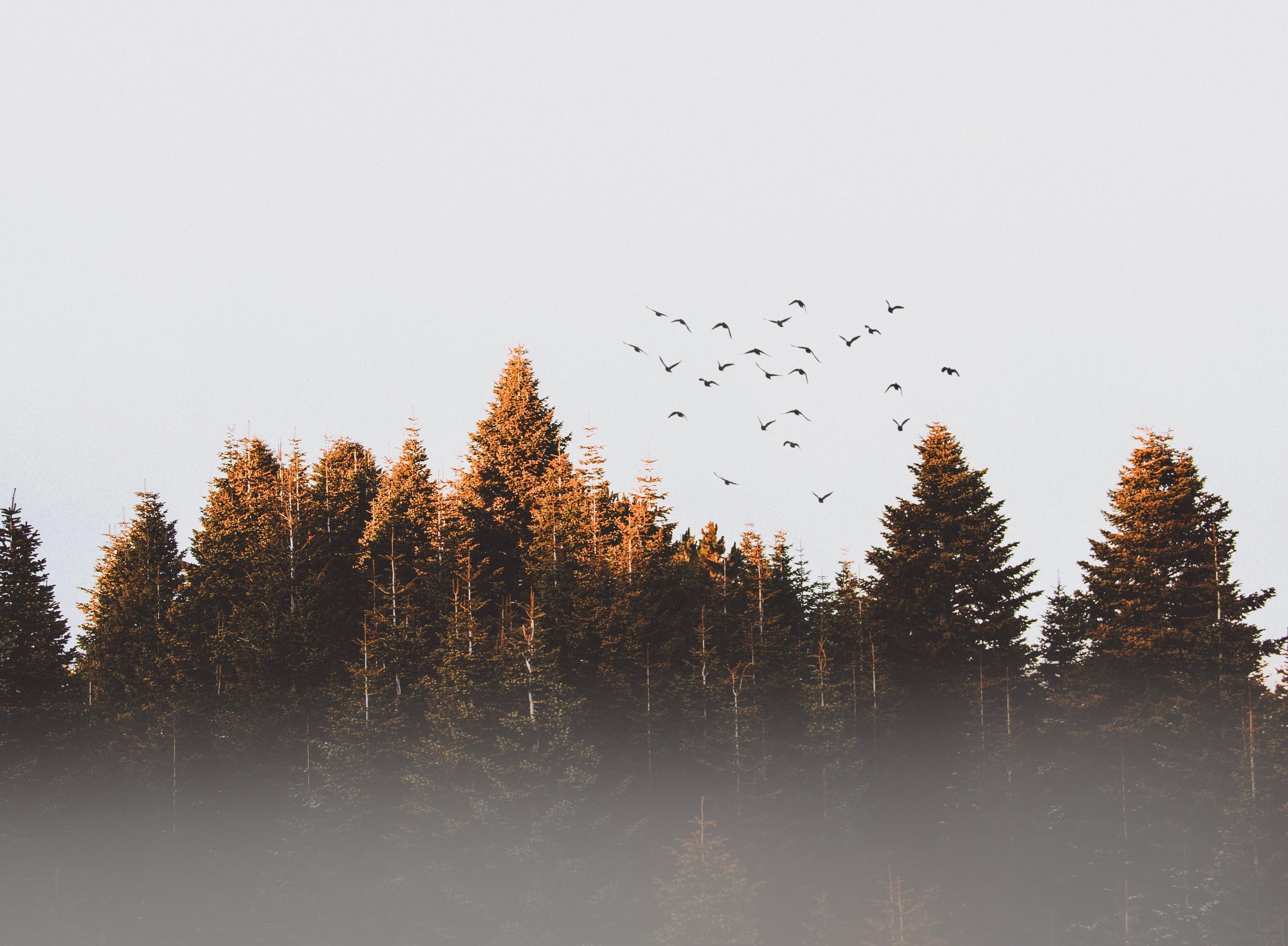 3378x2482 Flock Of Birds Flying Trees Landscape View 4k, HD Nature, 4k Wallpaper, Image, Background, Photo and Picture