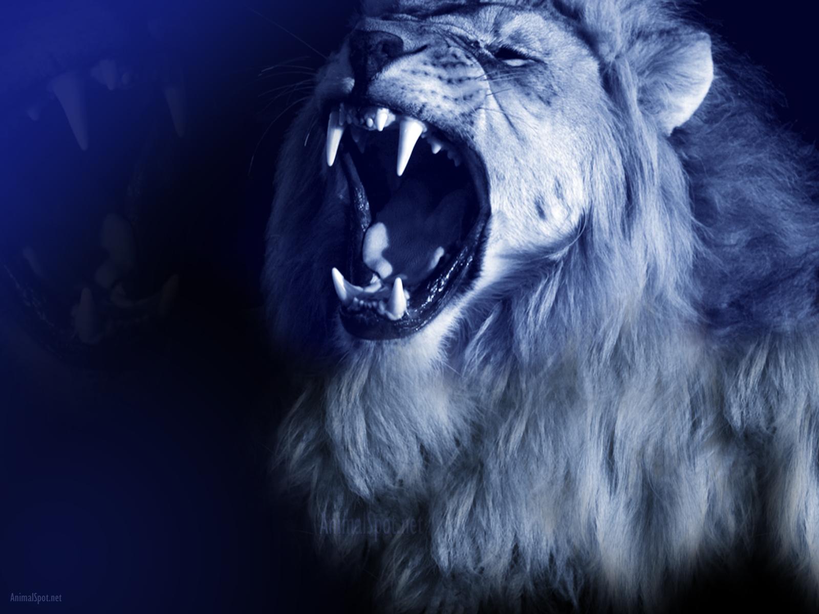 1600x1200 Lion Image