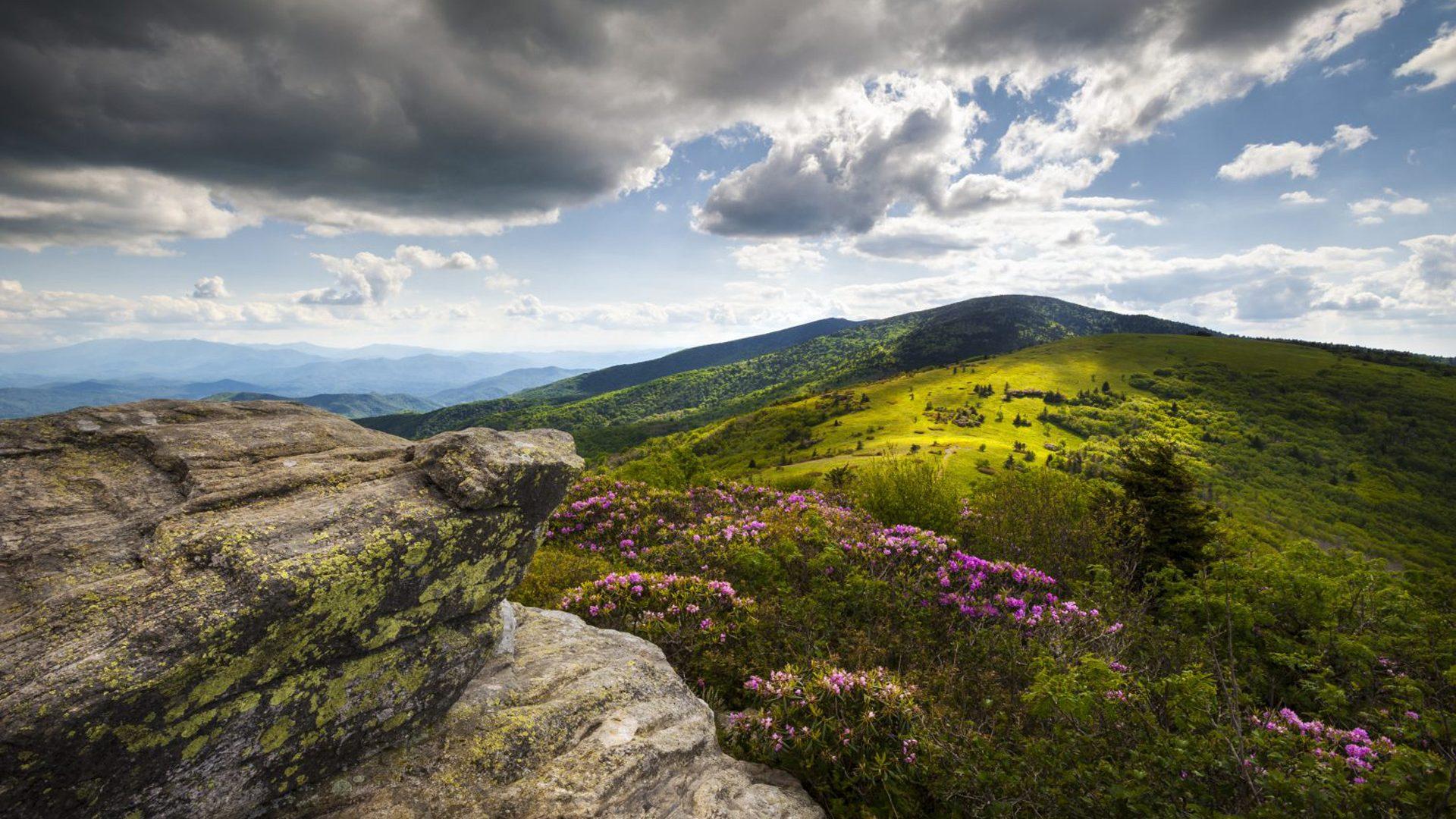 1920x1080 Appalachian Trail Roan Peaks Rhododendron Flowers Roan Mount