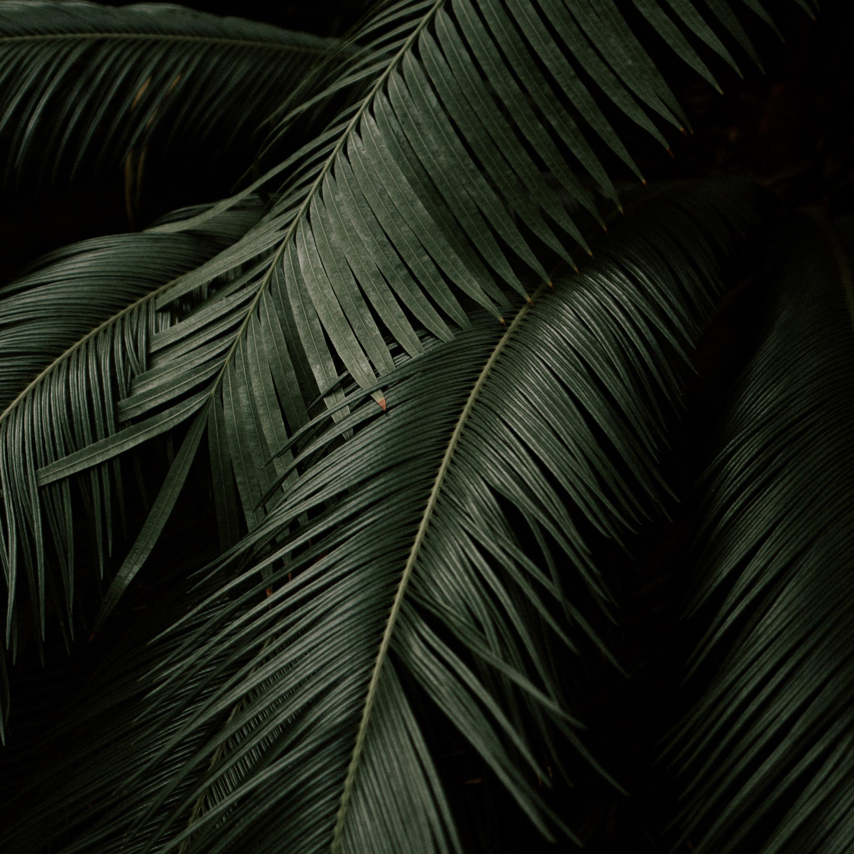 Botanical Laptop Wallpapers - Top Free Botanical Laptop Backgrounds ...