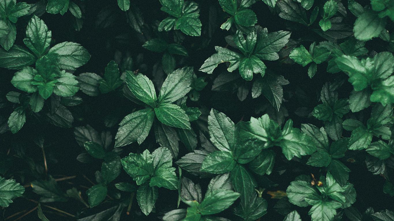 1366x768 Leaf Summer Dark Tree Nature Wallpaper