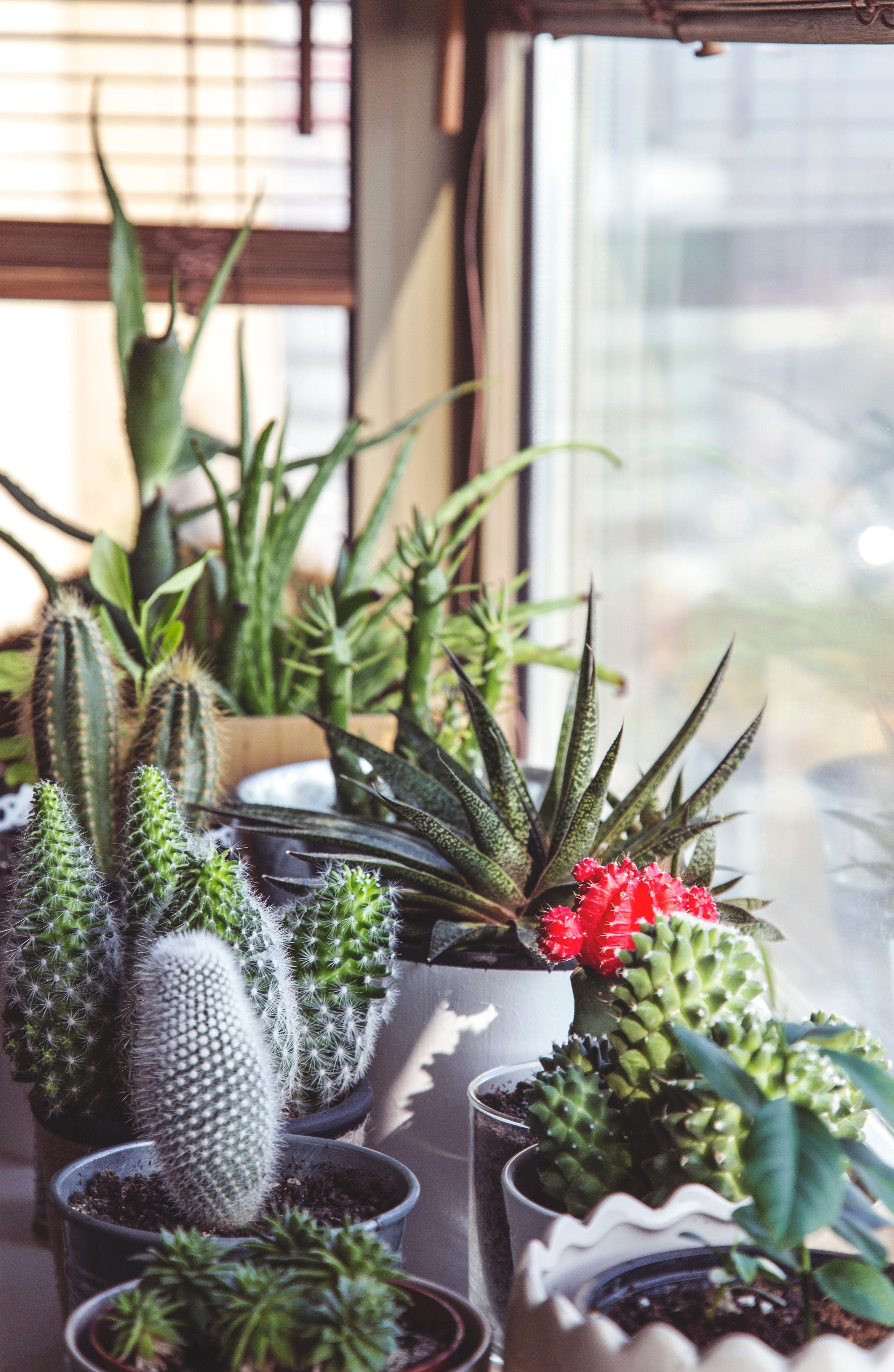 3261x5004 succulent plants and cacti sit in pots in front of a windowpotted