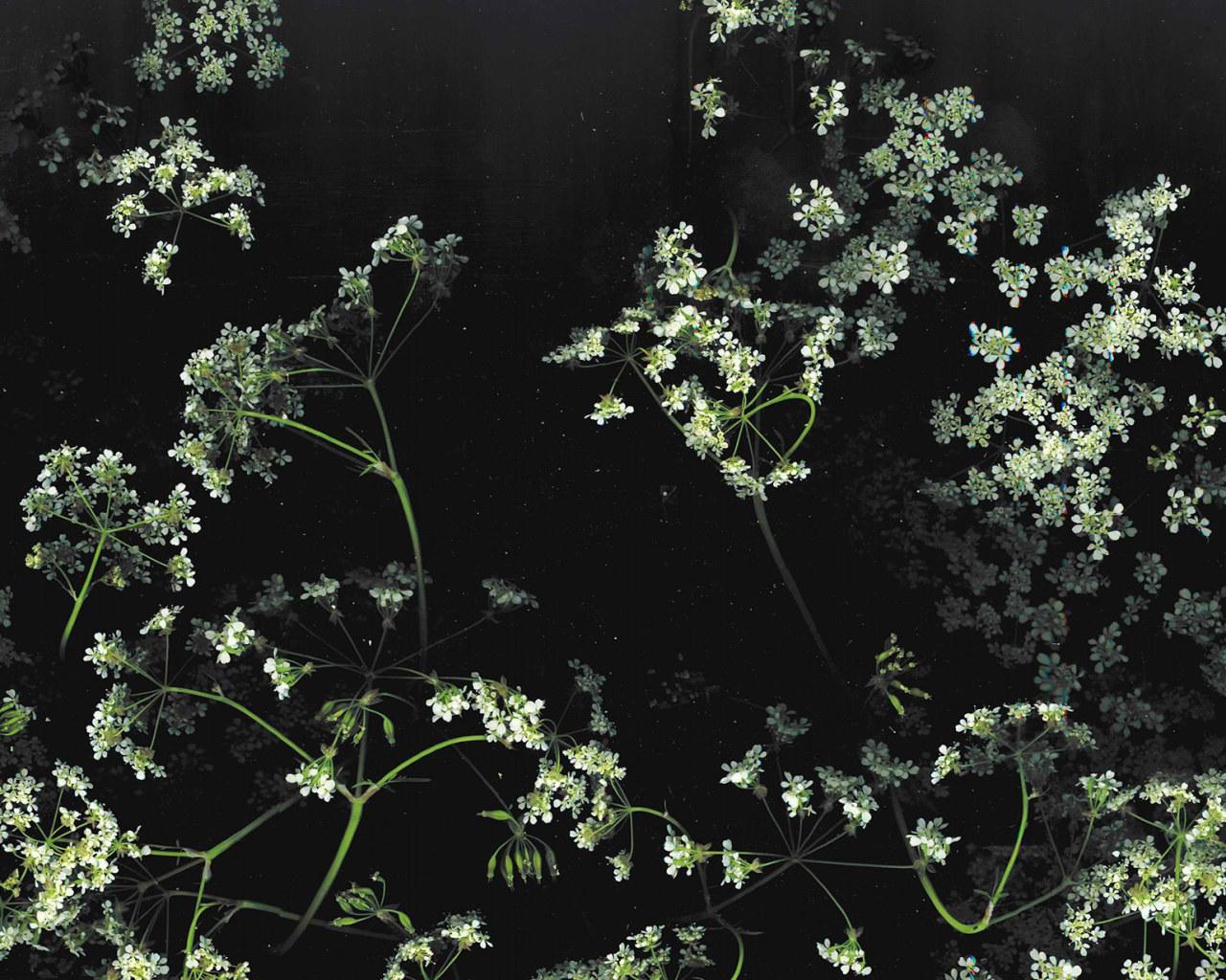1280x1024 Aesthetic Black Wallpaper, Flower • Wallpaper For You