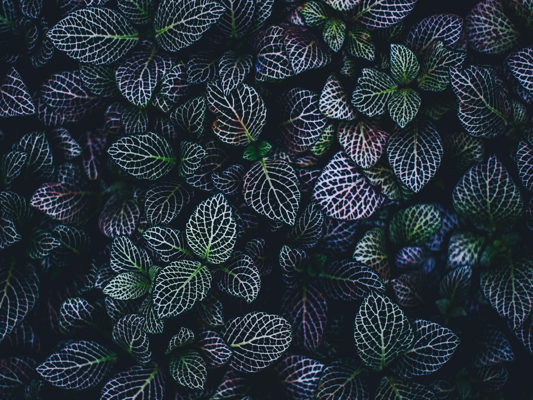 dark-botanical-wallpapers-top-free-dark-botanical-backgrounds