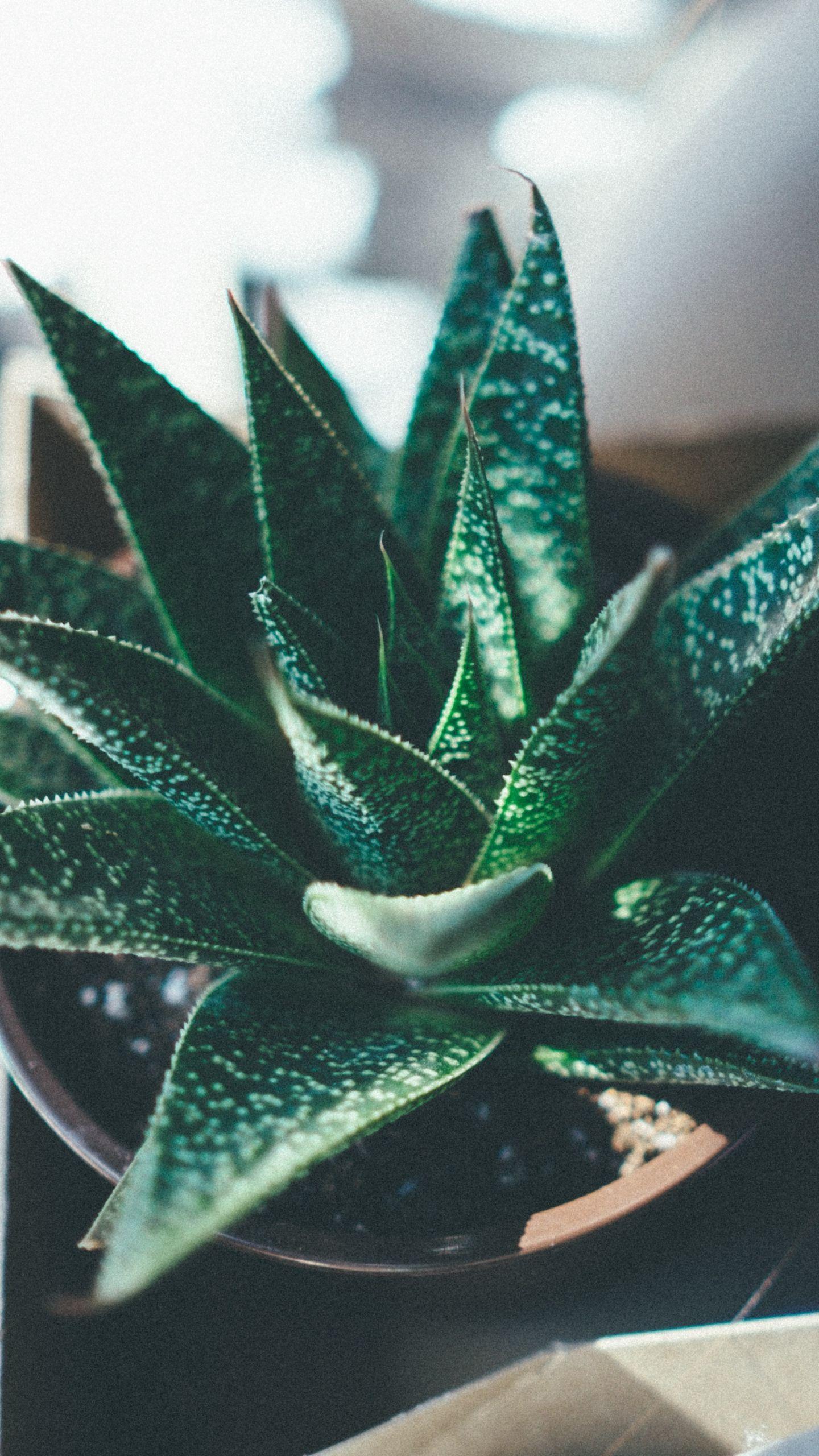 1440x2560 Download wallpaper 1440x2560 haworthia fasciata, echeveria