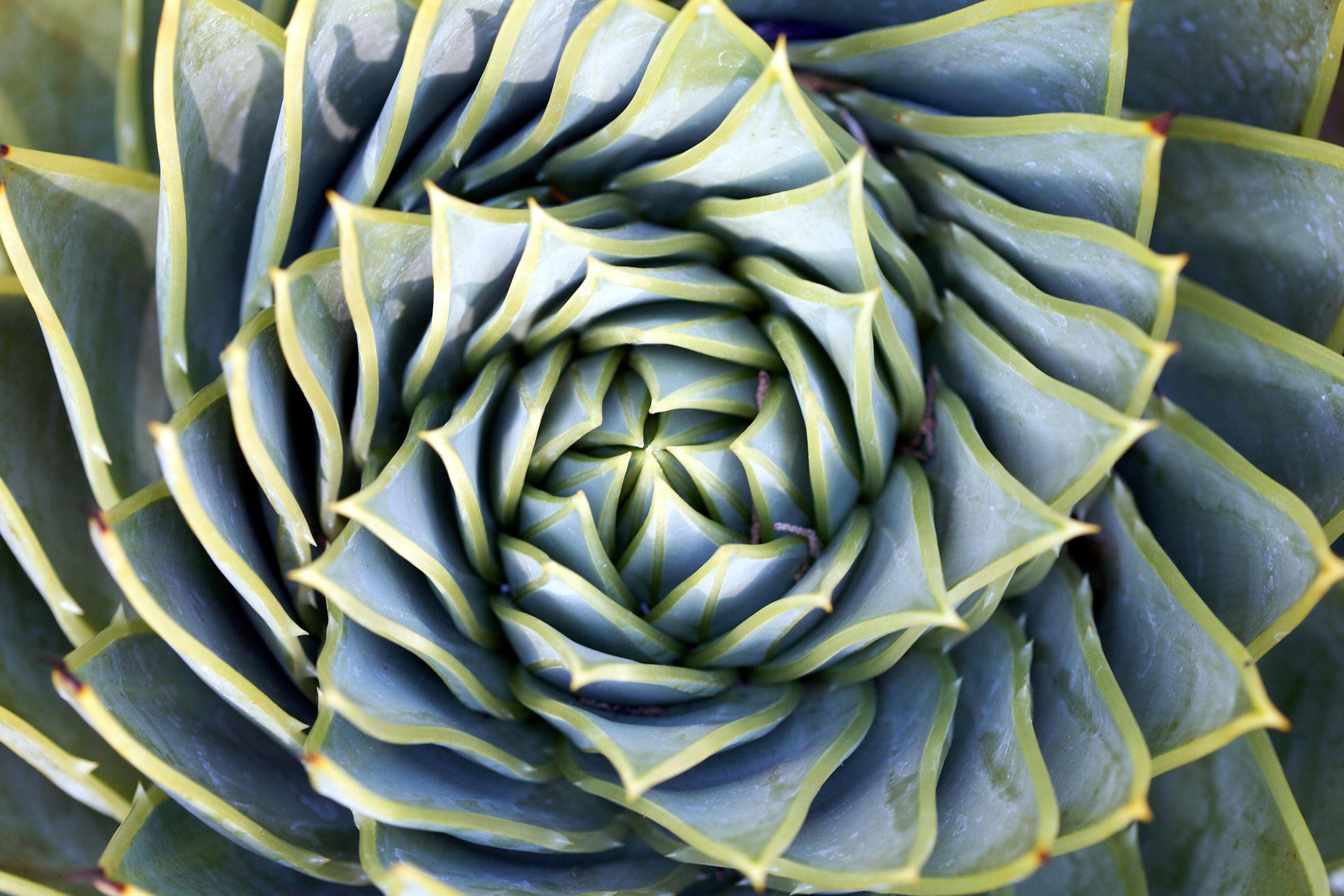 3000x2000 Daily Wallpaper: Spiral Succulent. I Like To Waste My Time