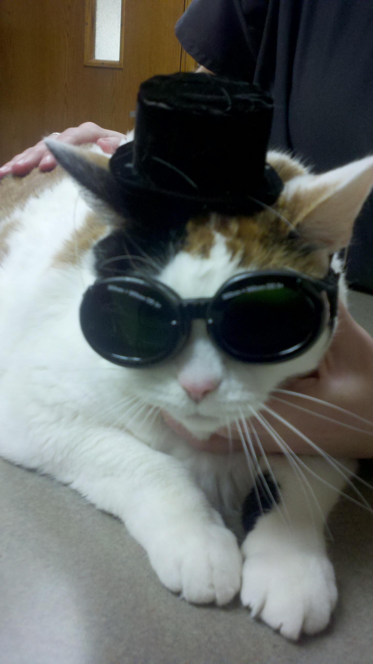 1456x2592 Steampunk Cat : Cat, Pet, Animals and Pets