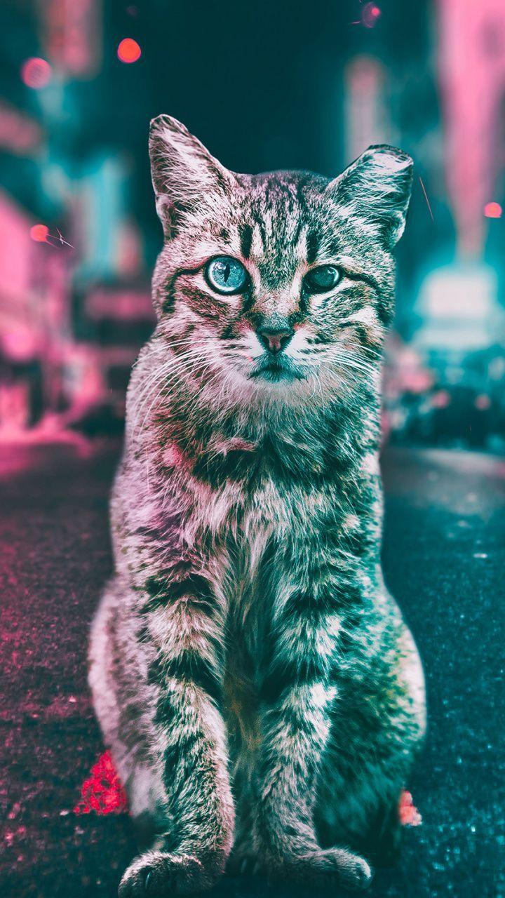 720x1280 Top Cat Wallpaper