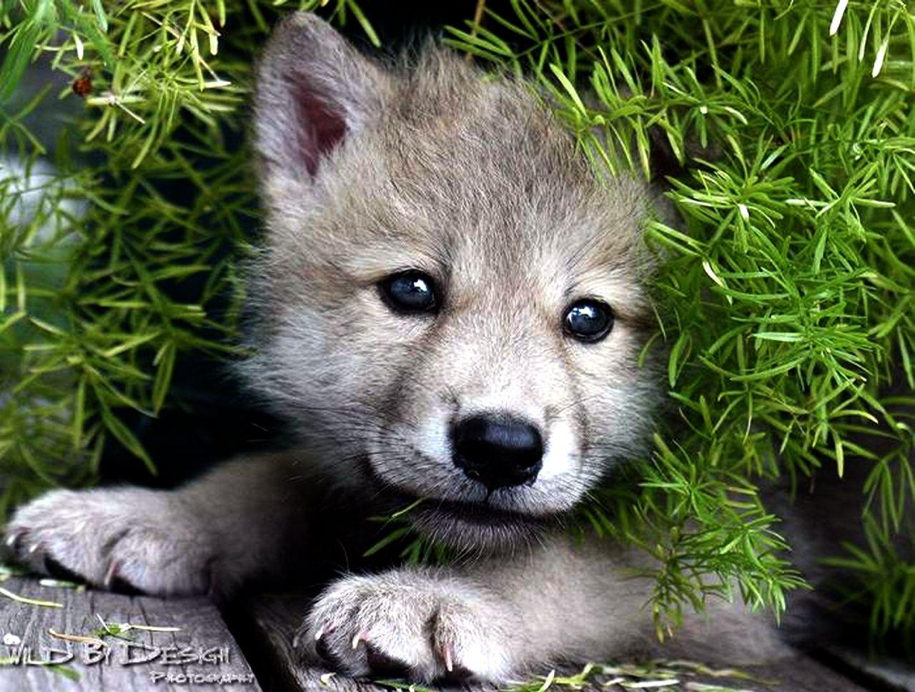 Cute Baby Wolves Wallpapers - Top Free Cute Baby Wolves Backgrounds ...