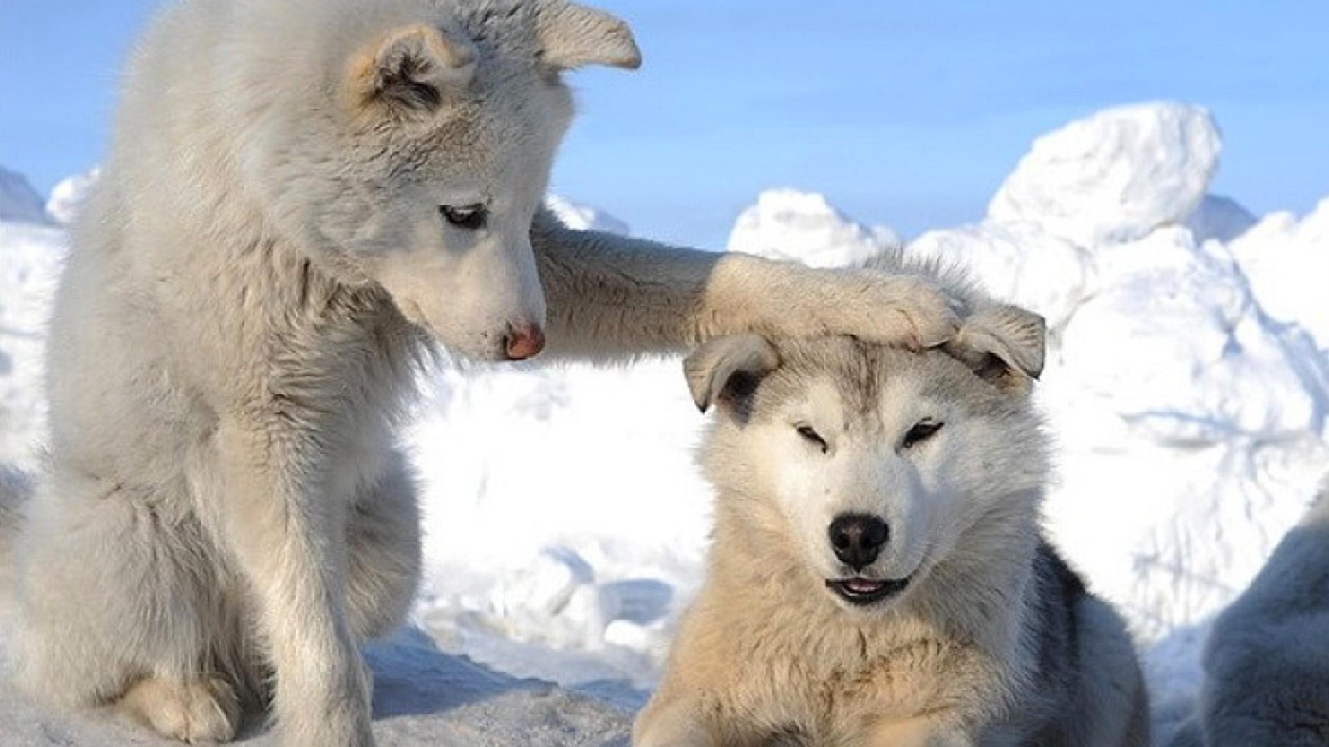 cute baby arctic wolf