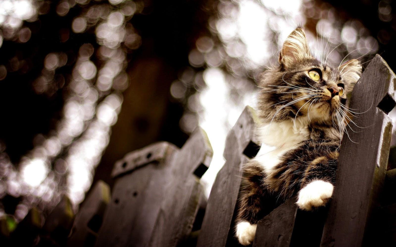 steampunk-cat-wallpapers-top-free-steampunk-cat-backgrounds