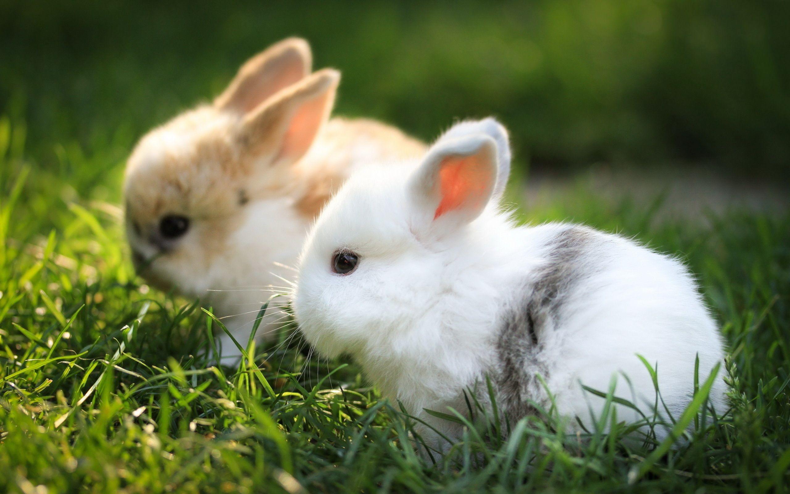2560x1600 Cute Bunnies 4k Wallpaper