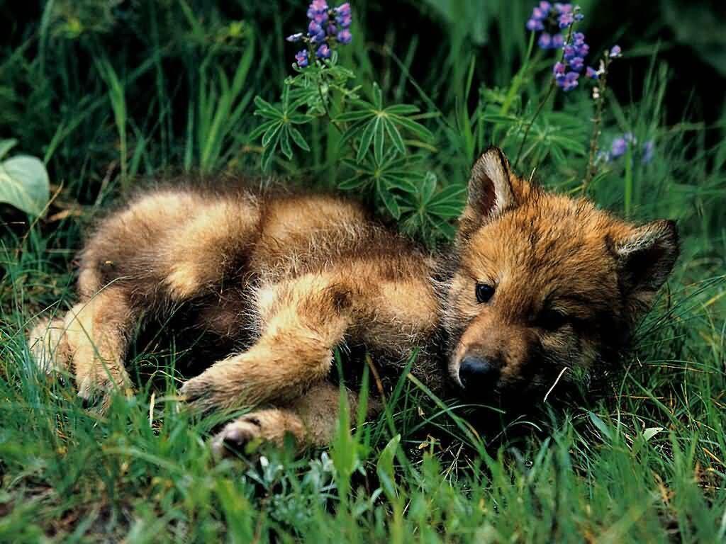 Cute Baby Wolves Wallpapers - Top Free Cute Baby Wolves Backgrounds ...